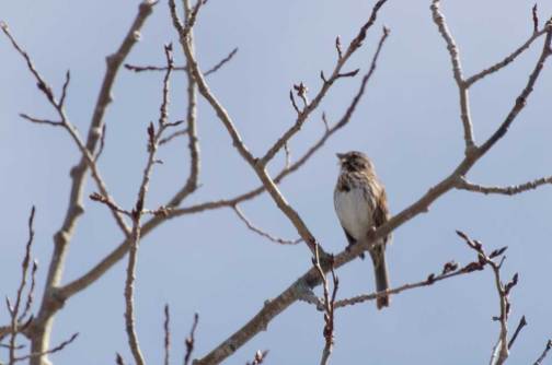 Sparrow ... singing