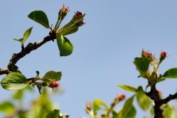 Won't be long before we have apple blossom.