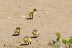 New life! Canada goslings